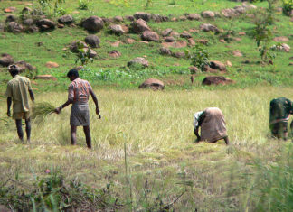Indian Farmers Hammered by Unseasonal Rain, COVID-19 Lockdown