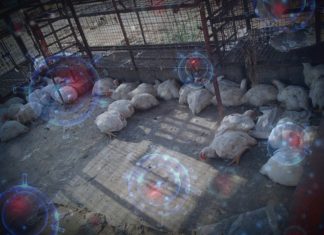 COVID-19 in India: Why are People Rejecting Broiler Chicken?